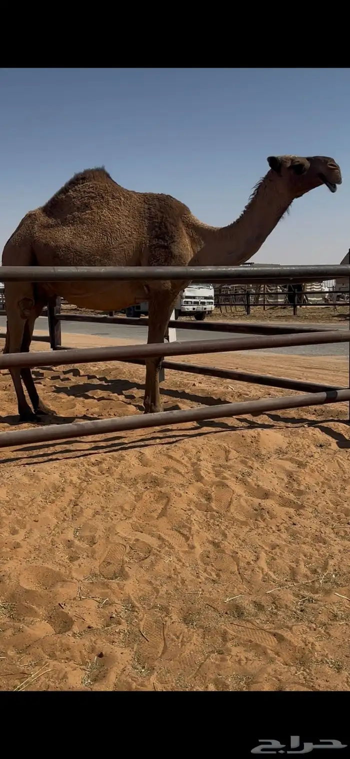 لقحه صفراء سليمة العذاريب 4