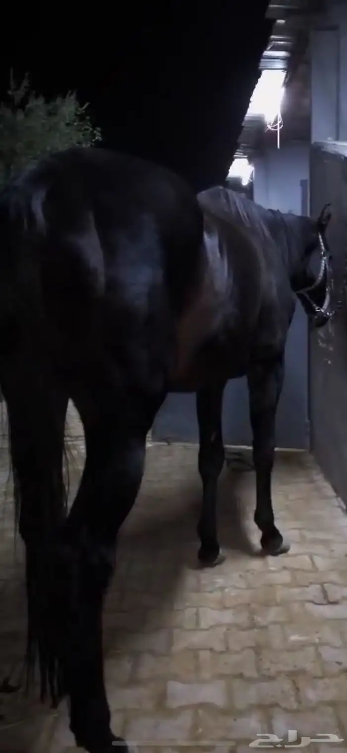 حصان انقليزي 3