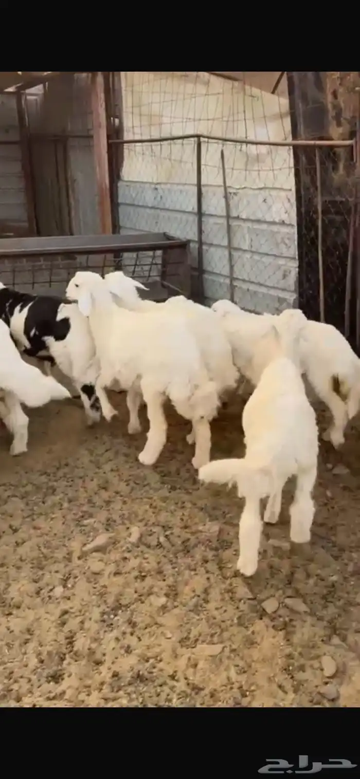 طليان حبص للبيع 6