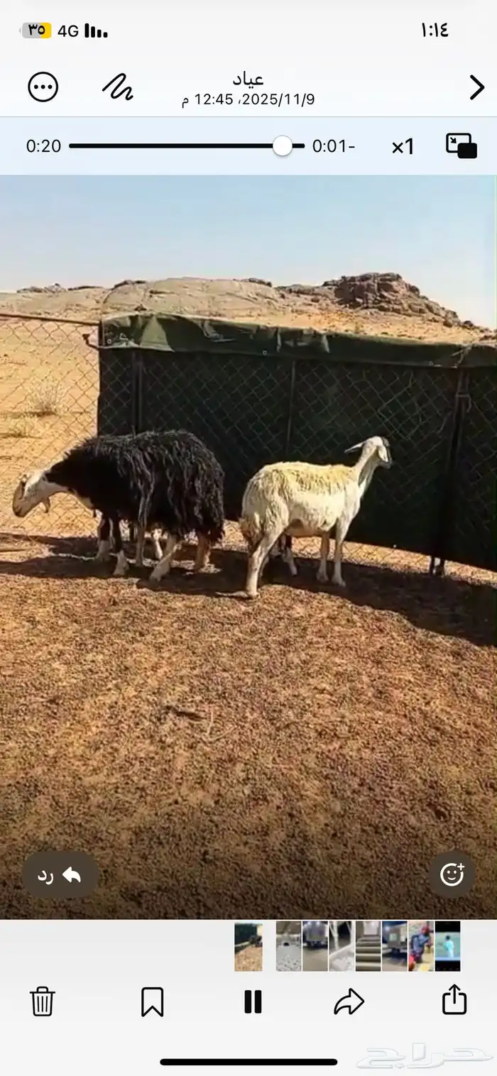 السلام عليكم غنم اللبيع 2