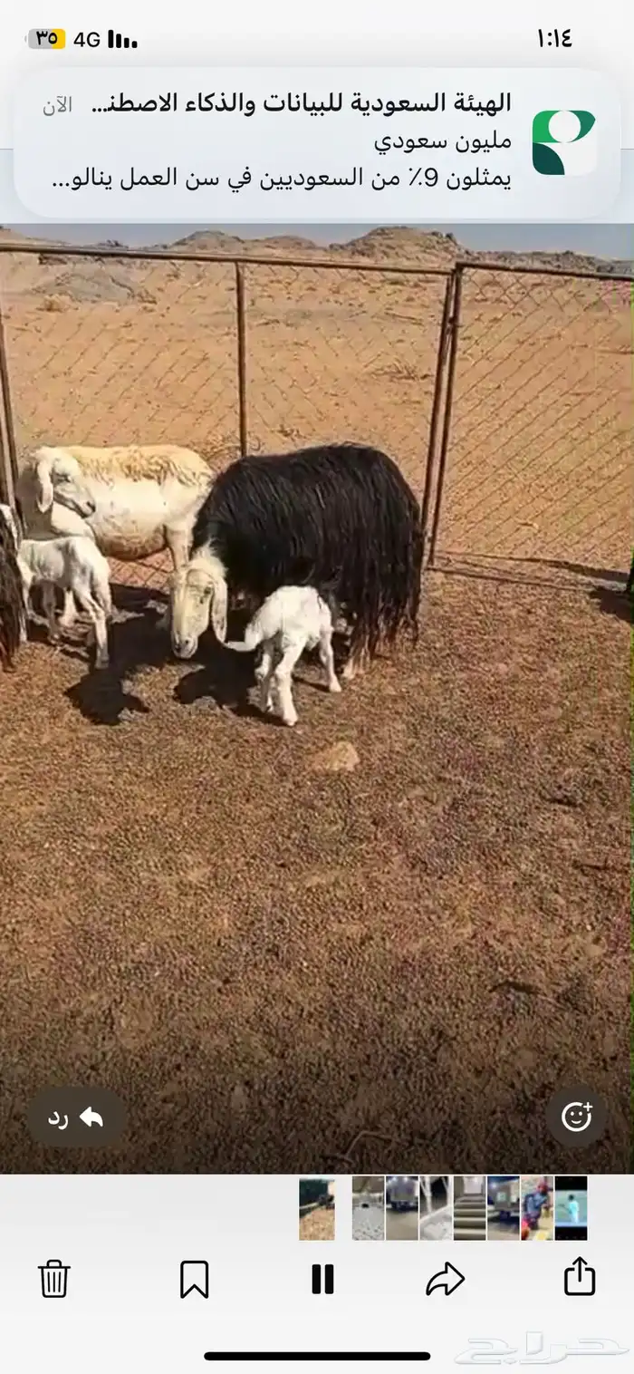 السلام عليكم غنم اللبيع 1