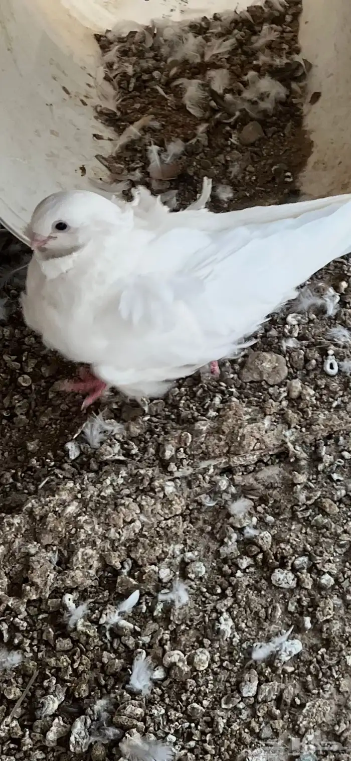 مكه اللحيانيه 0