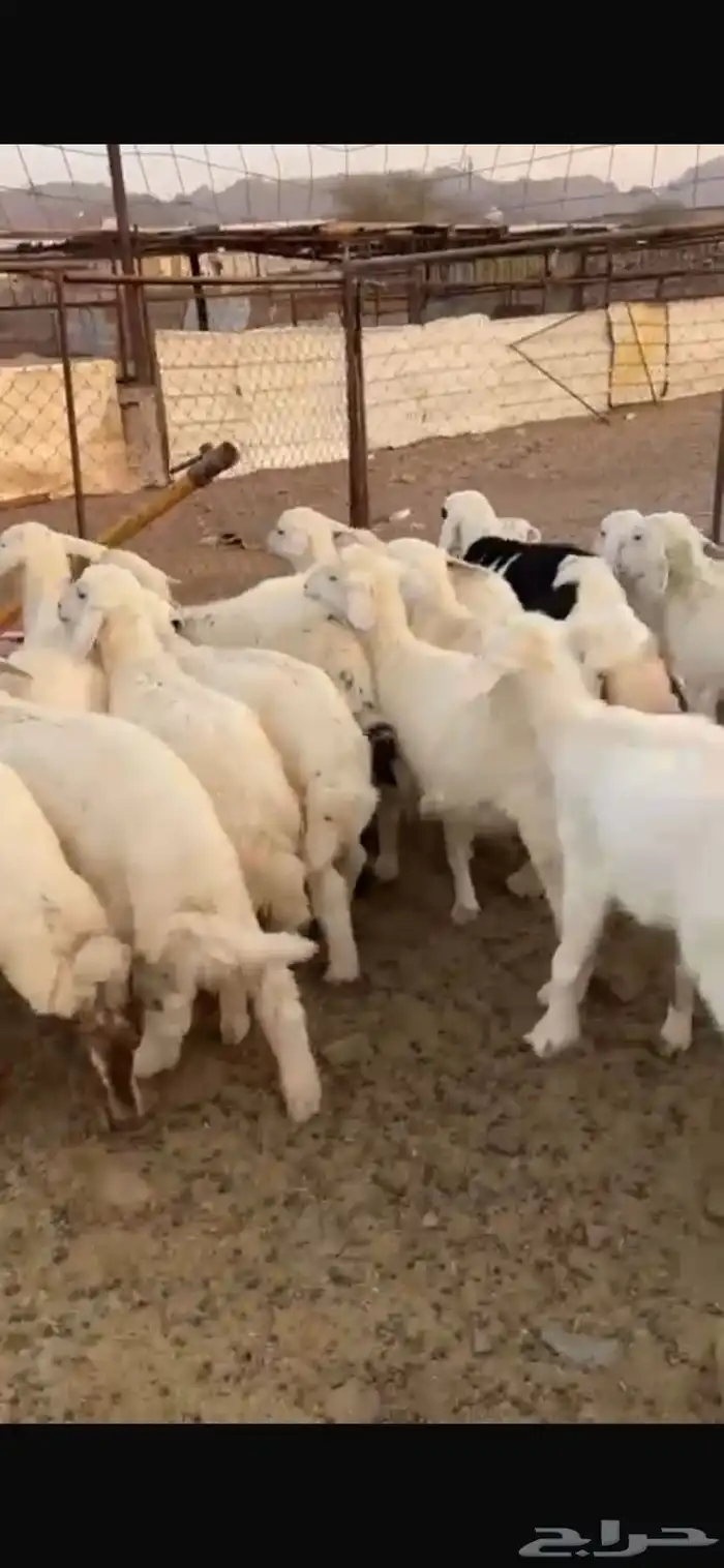 طليان حبص للبيع 3