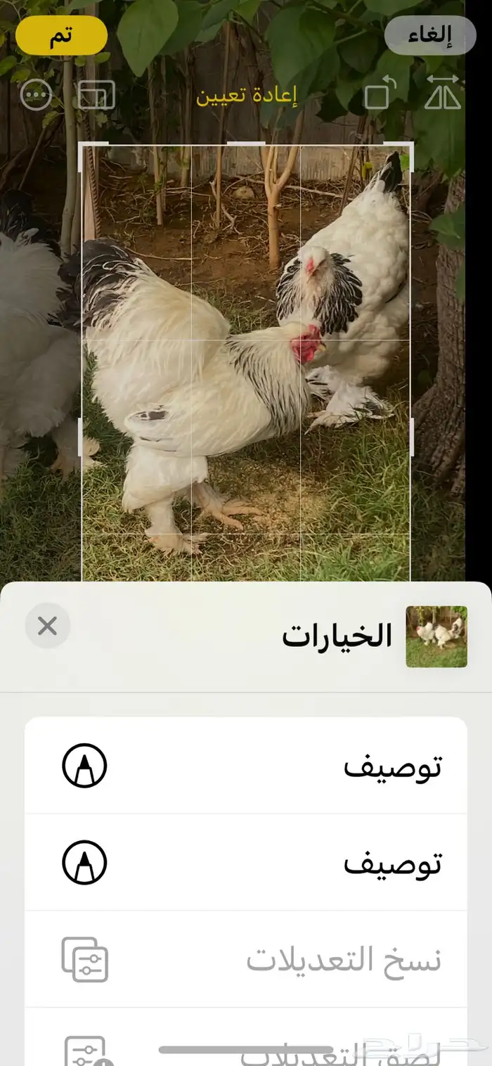 ديك كلمبي انتاج  خوارج ك ونك 0