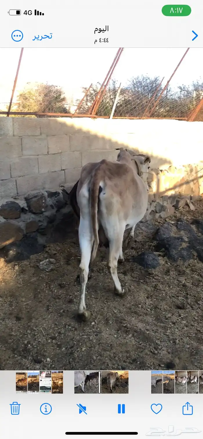 بقره هاديه تحتها حسيلة 8