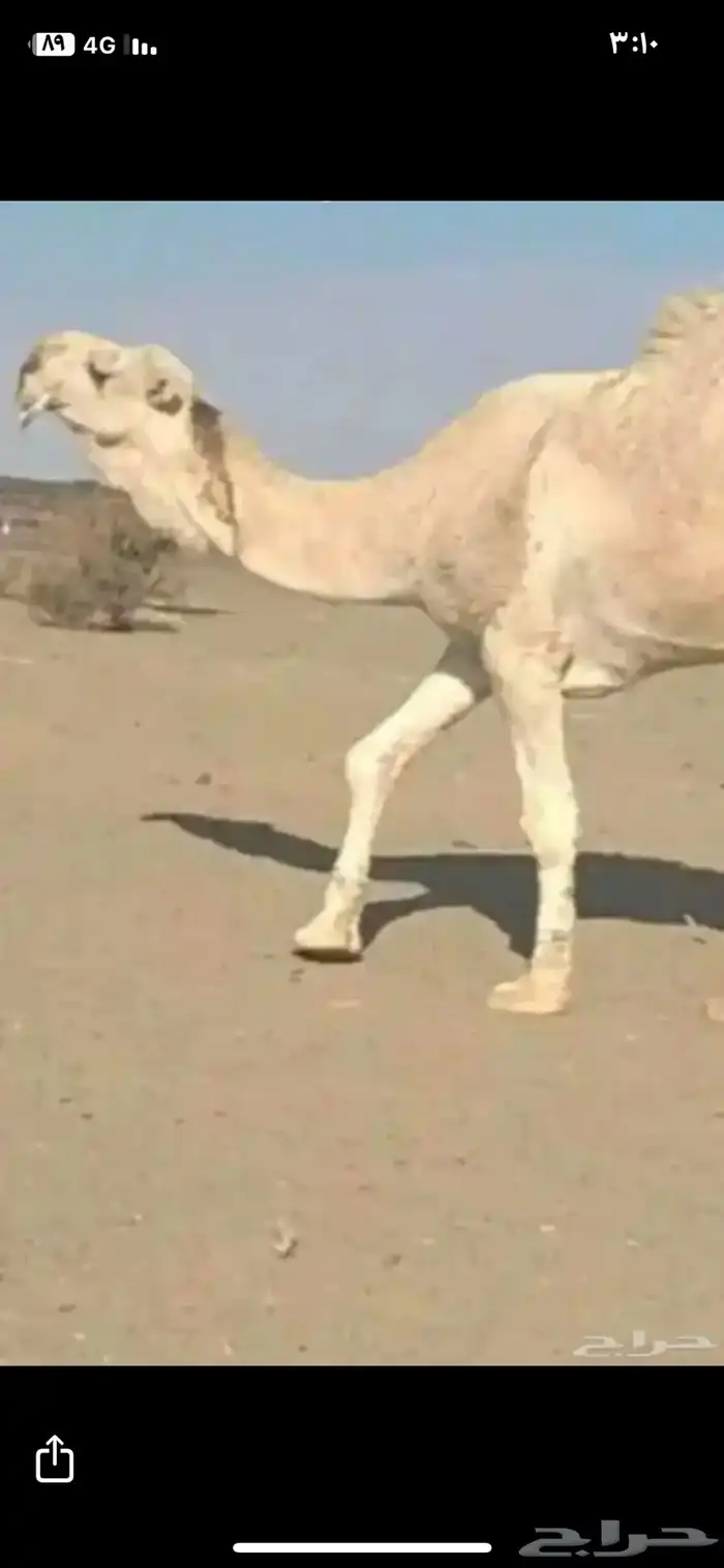 جمل فحل اوضح مزاين 0