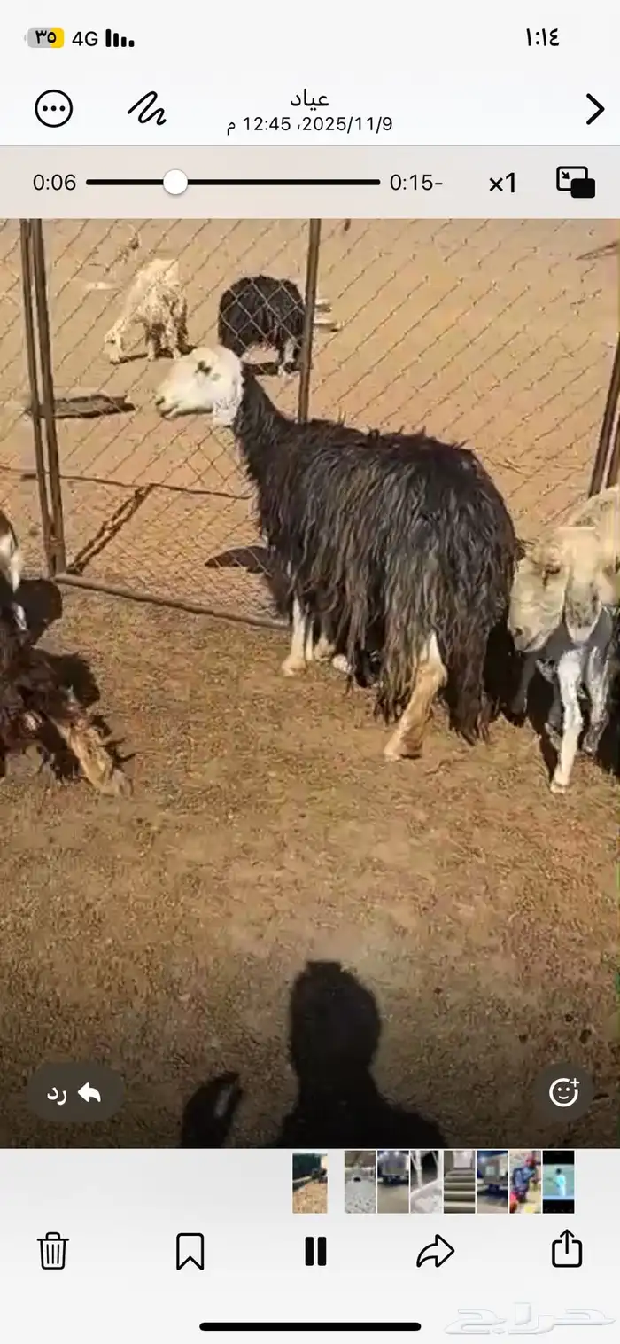 السلام عليكم غنم اللبيع 3