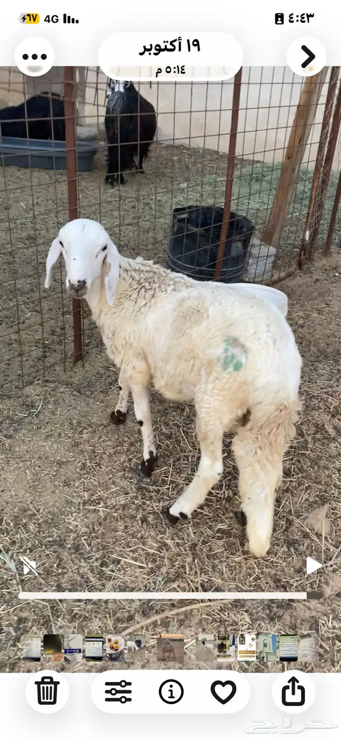 خروف سويكلي ... العمر  خمسة شهور 0