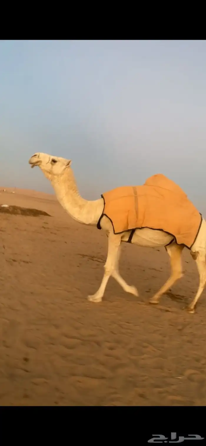 لقحه باتليه كفوو 1