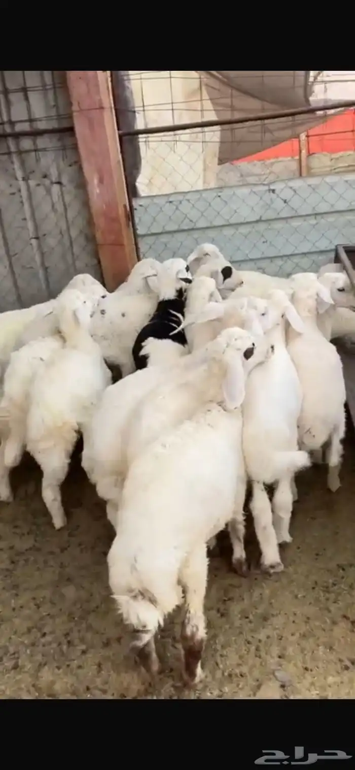 طليان حبص للبيع 2