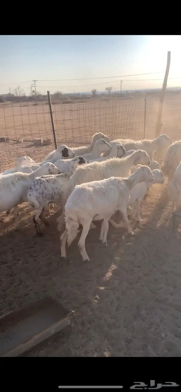 غنم حريات ورفيد مراح واحد 1