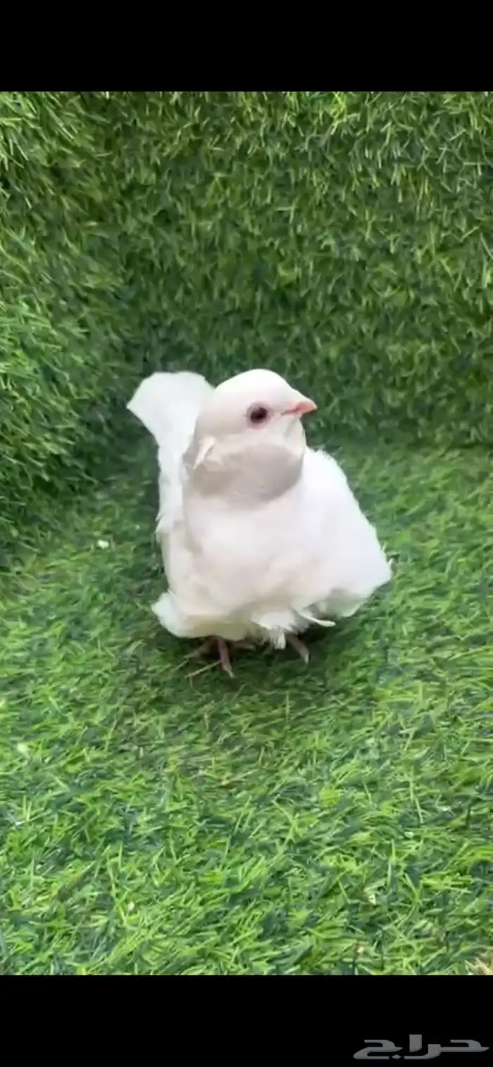 زوج كشك ابيض صك 1