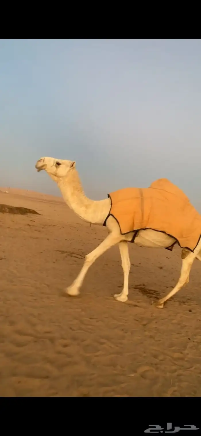 لقحه باتليه كفوو 2