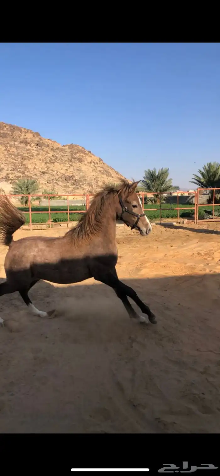 مهره شعبيه كفو 1