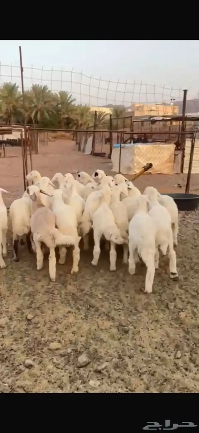 طليان حبص للبيع 11