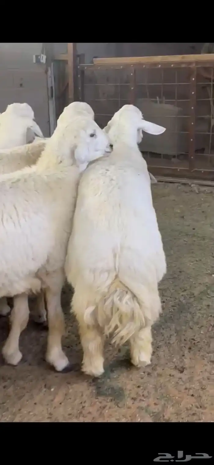 بيع اغنام متوفر تقصيد تابي وتمارا 3