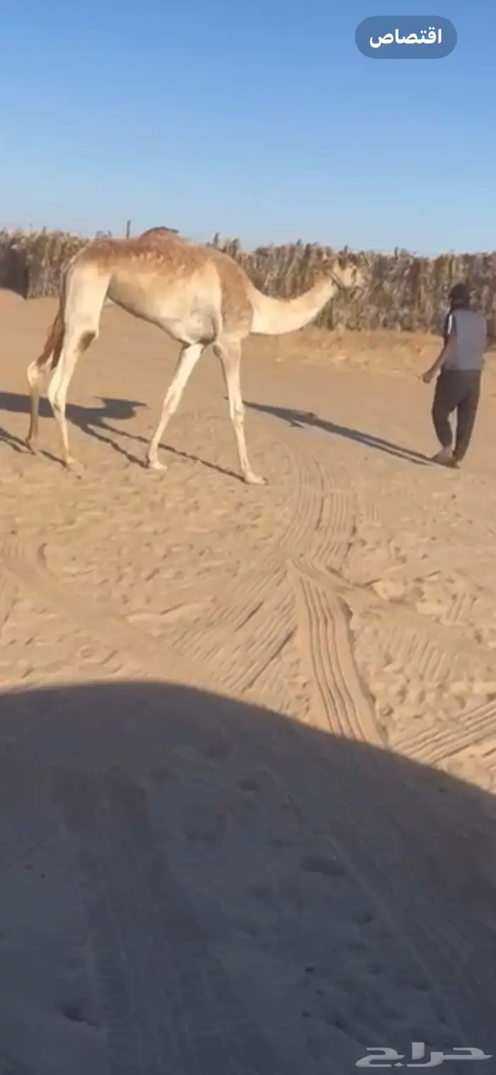 للبيع قعود سبوق هجن 1