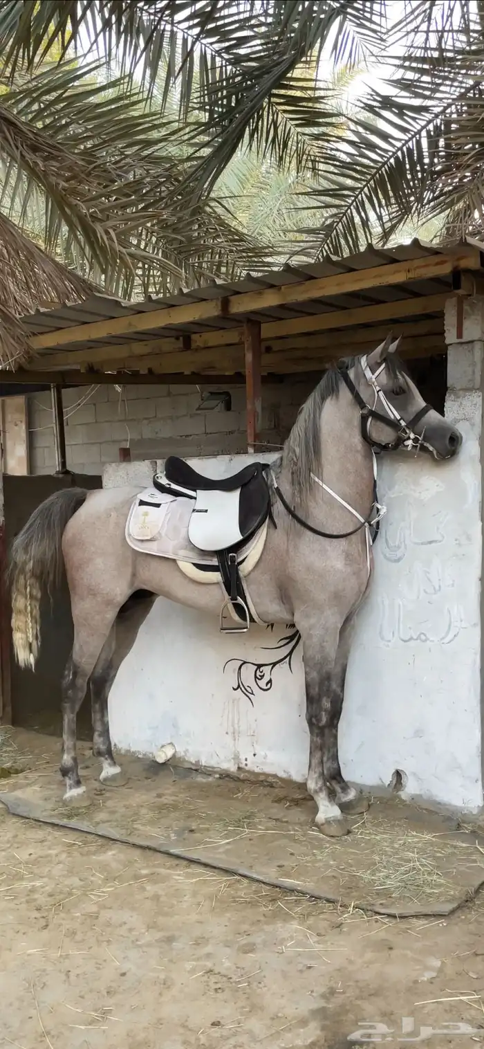 حصان شعبي بشخصية نار للبيع عالسوم 5