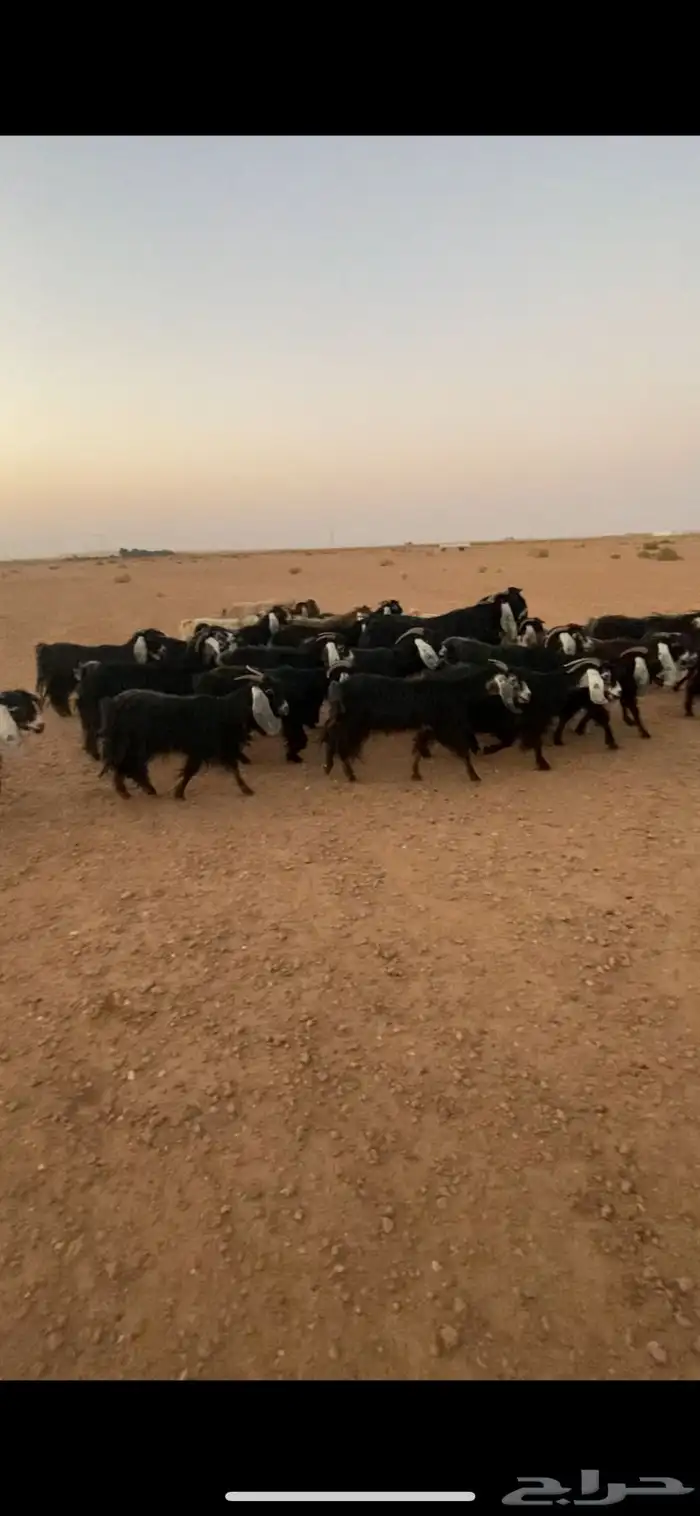 للبيع معزا 0