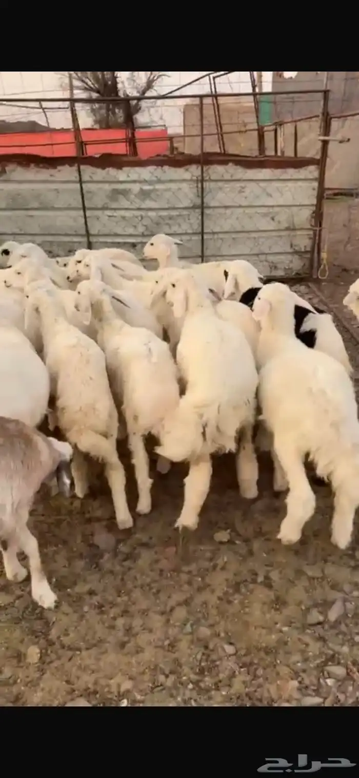 طليان حبص للبيع 4