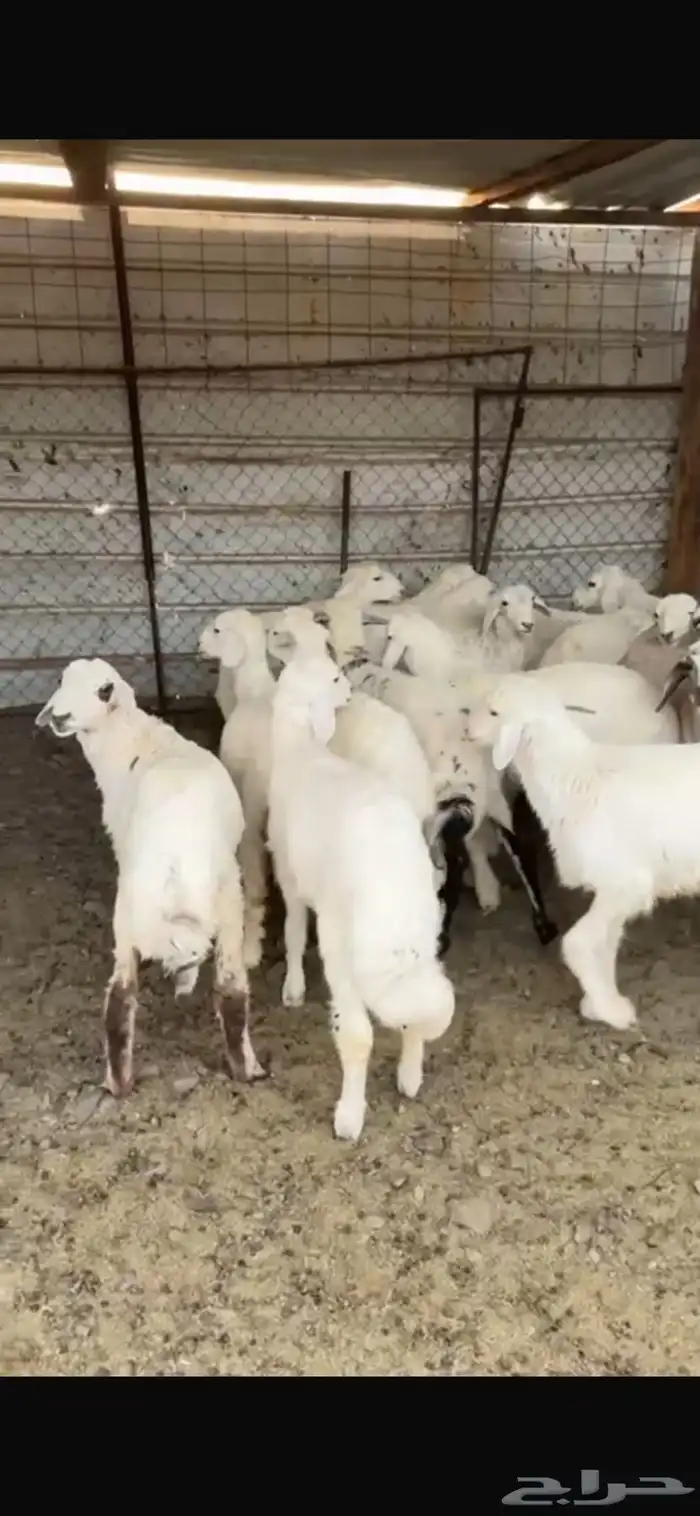 طليان حبص للبيع 9