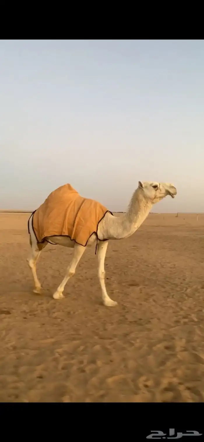 لقحه باتليه كفوو 0