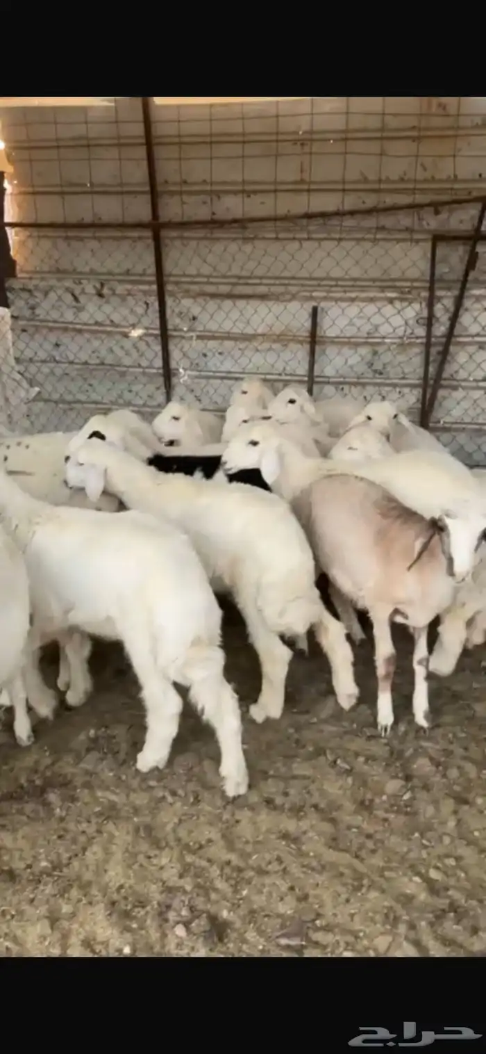 طليان حبص للبيع 10