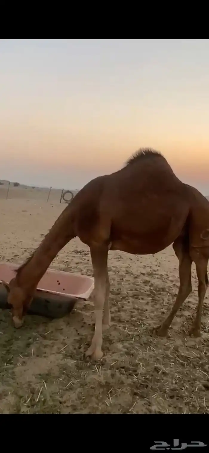 ماشالله تبارك الله للبيع ناقه وبكره 1