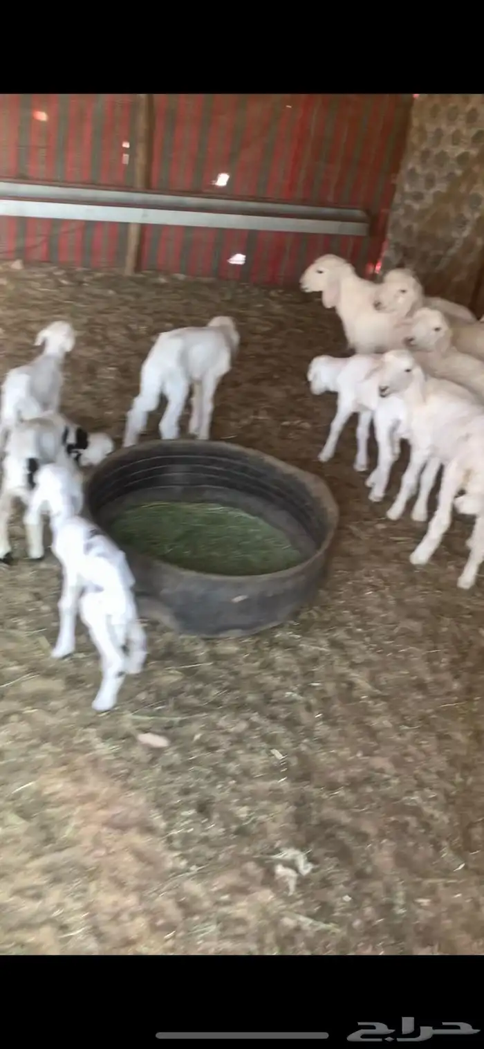 غنم حريات ورفيد مراح واحد 3