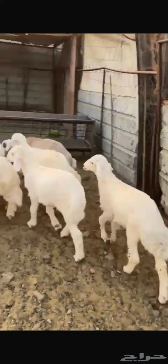 طليان حبص للبيع 0