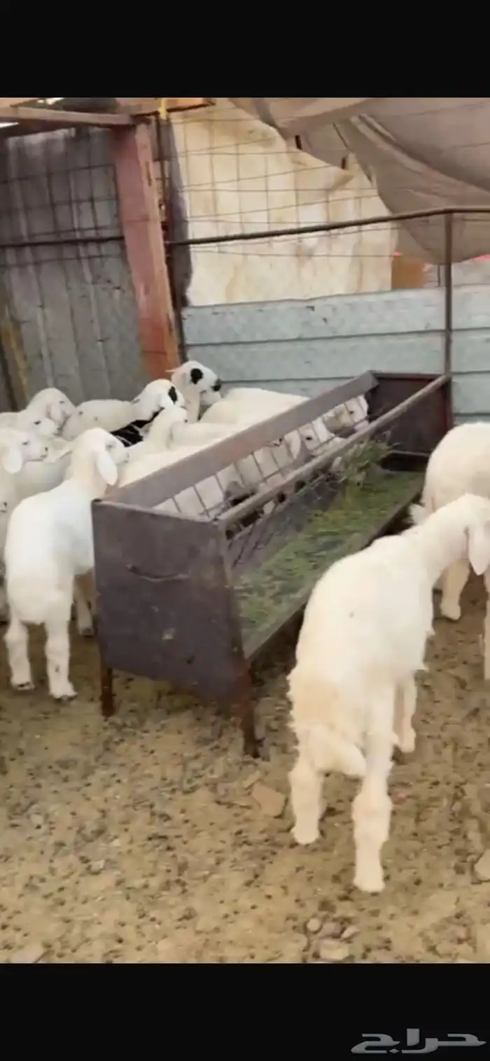 طليان حبص للبيع 5