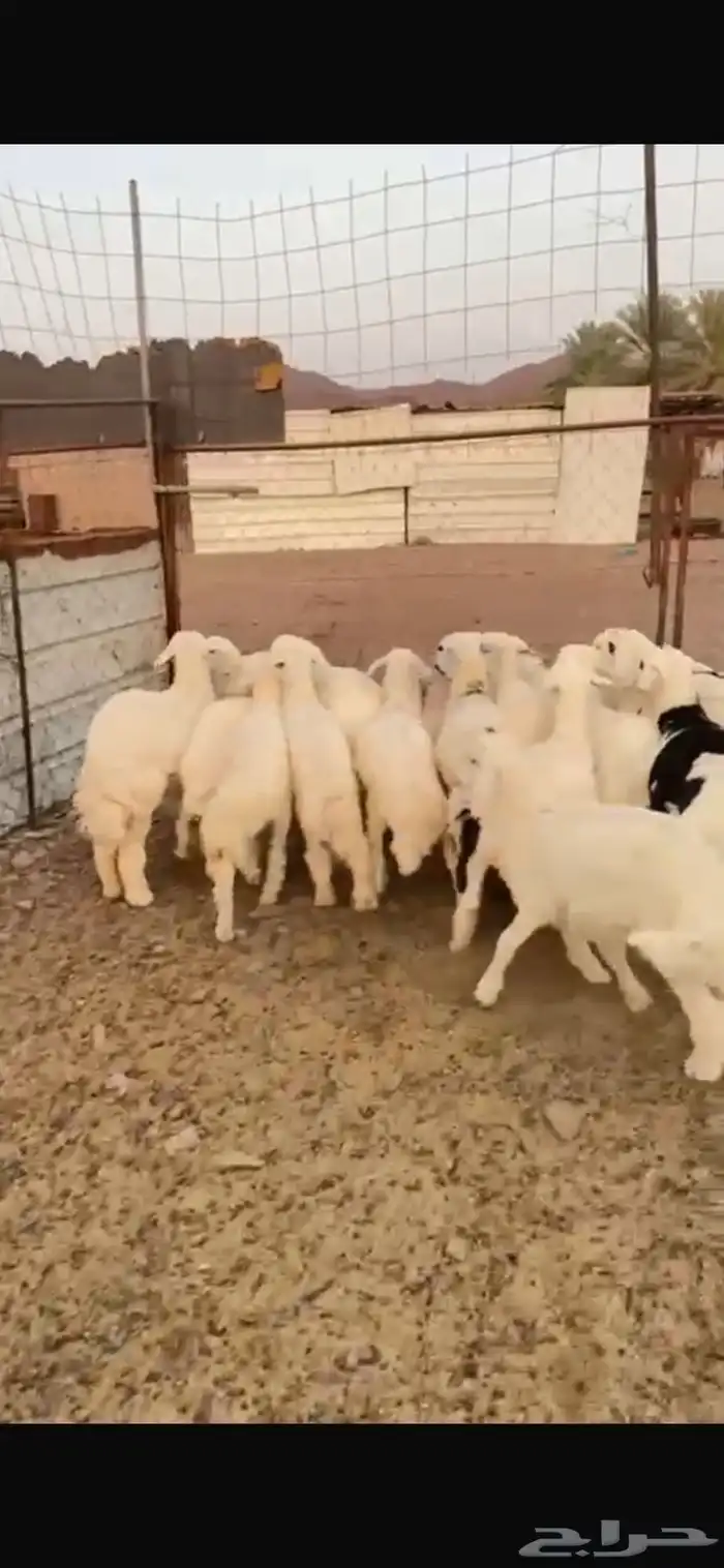 طليان حبص للبيع 1