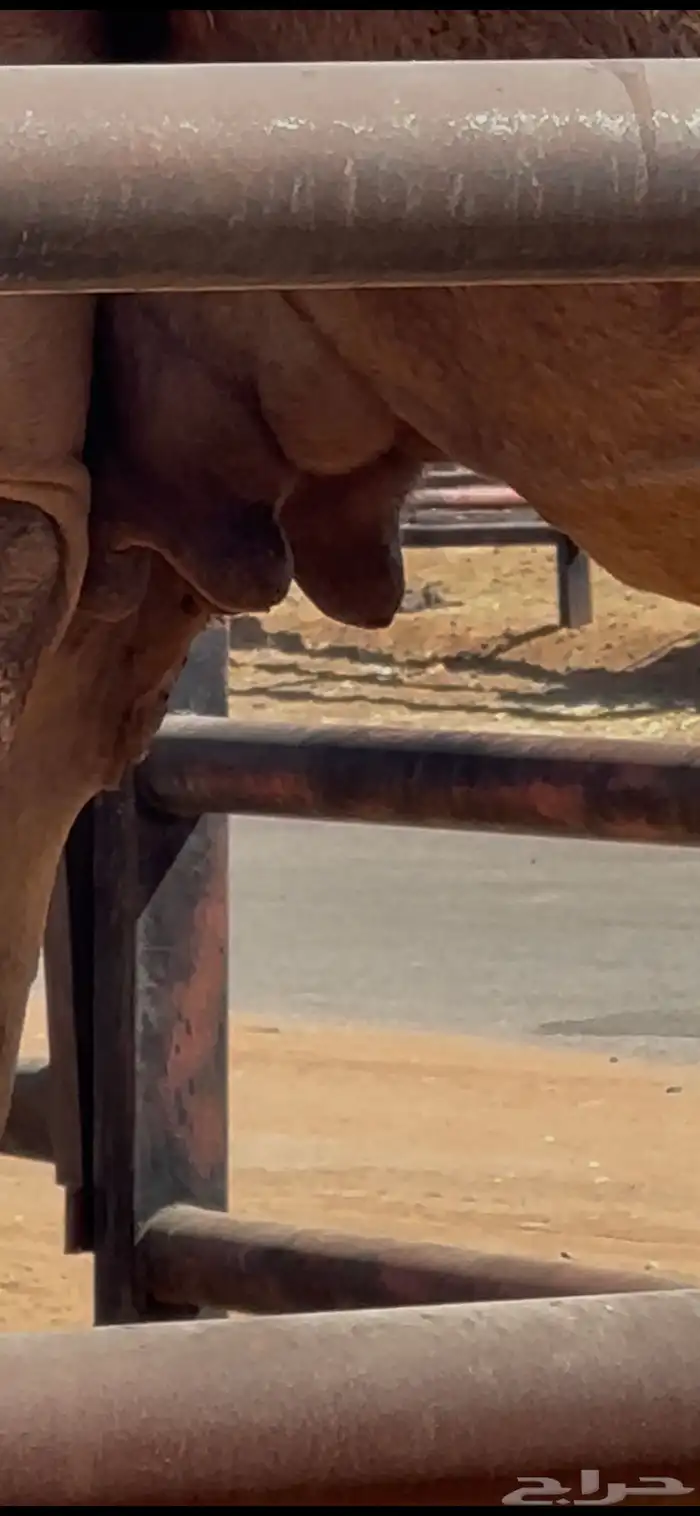 لقحه صفراء سليمة العذاريب 3