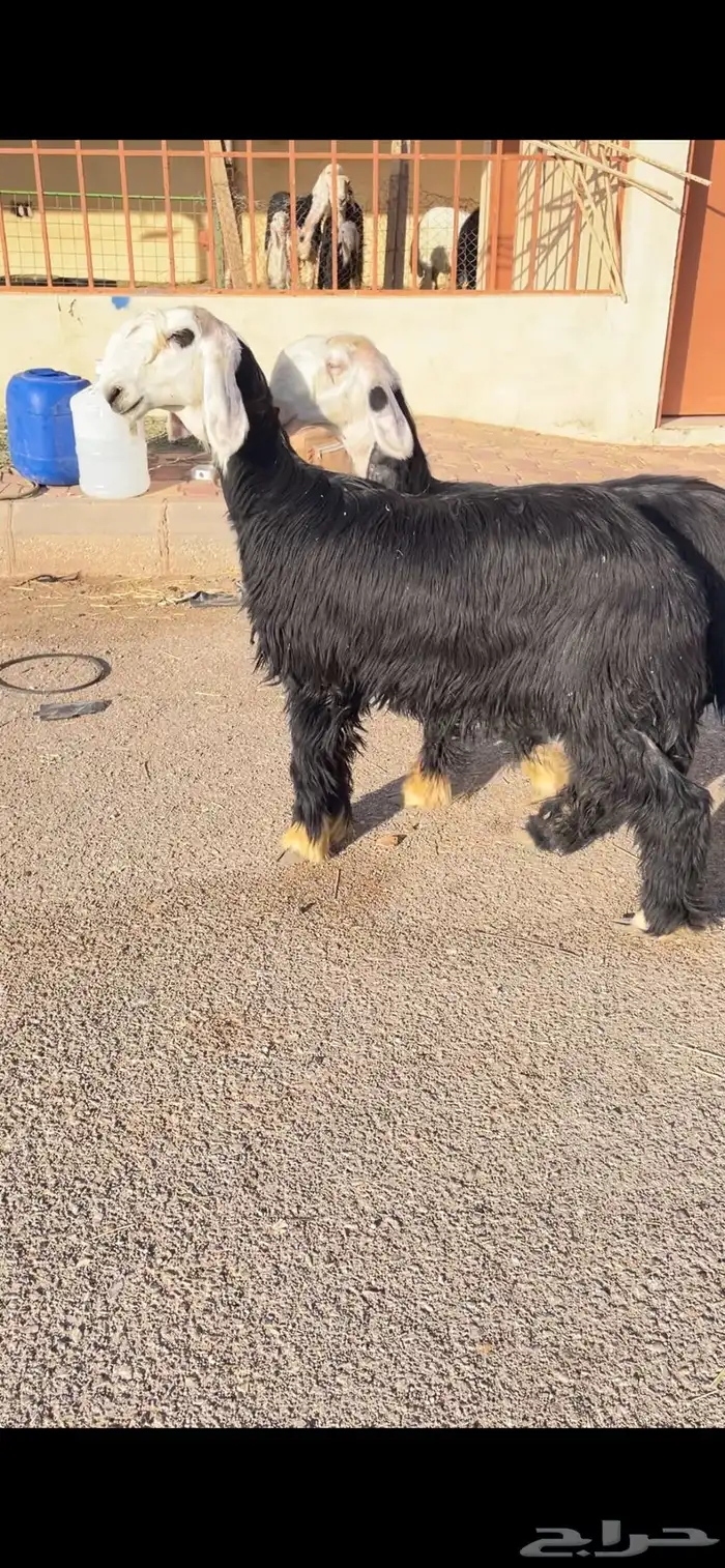 الرخال نجد صنف 1