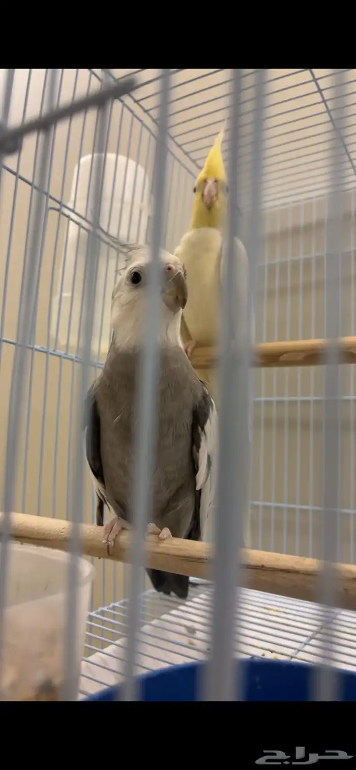 جوز كروان ماشاءلله 3