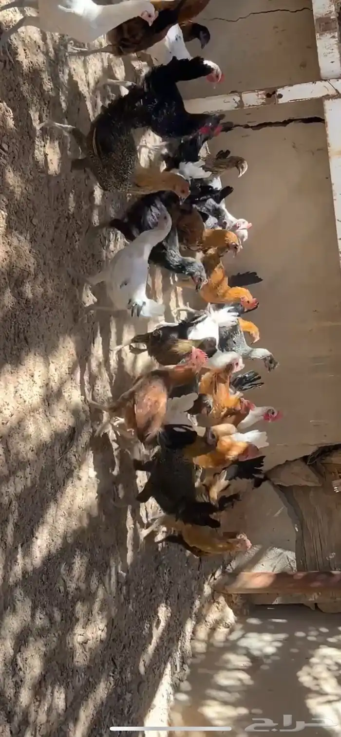 دجاج مشكل اغلبه بلدي بشائر 1