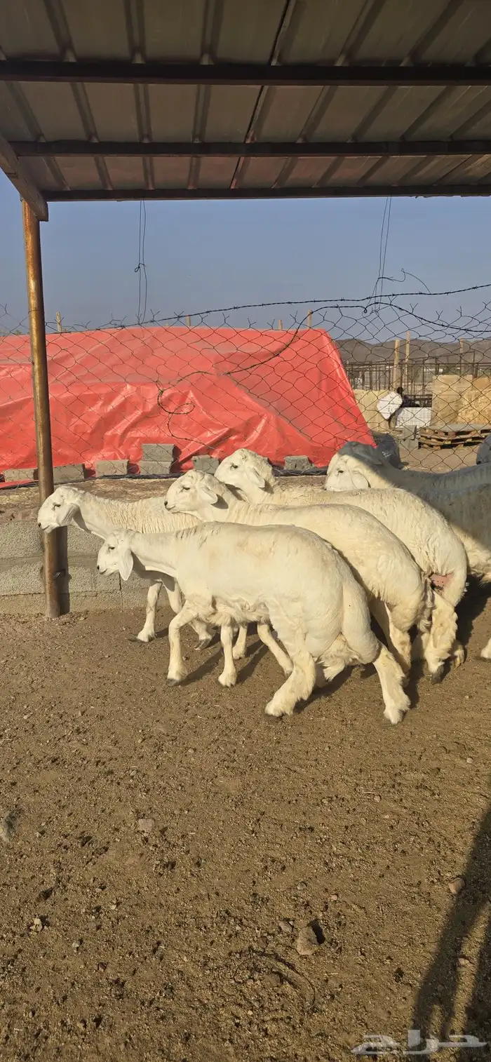 طليان حريات جبرة 1