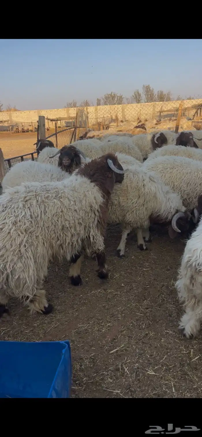 كناور نعيم ( وزن عالي ) 6