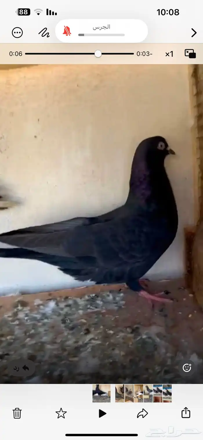 للبيع حمام قطيفي 3