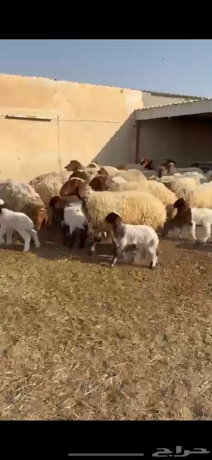 غنم نعيم مطافيل 4