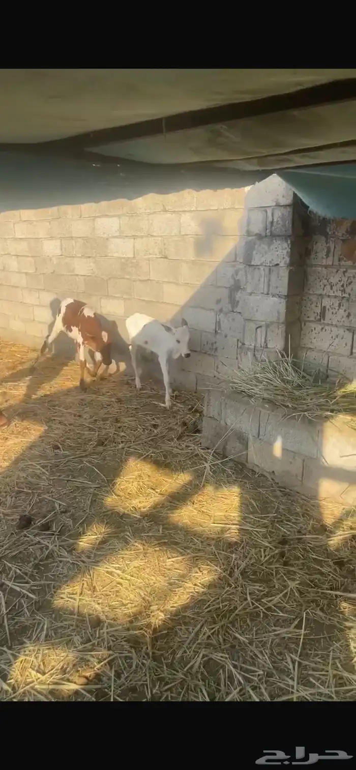 بقر للبيع 14