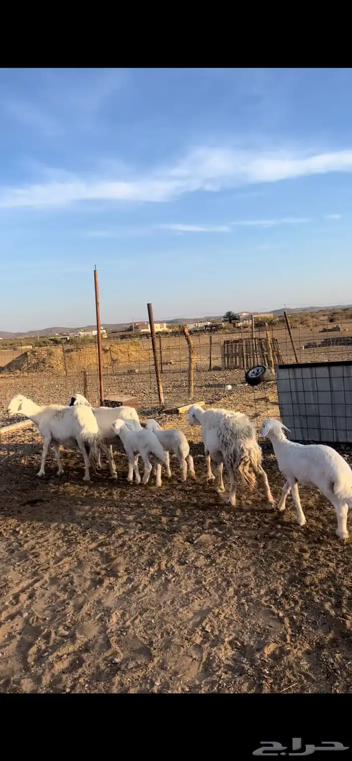 3تحتها 3 بهم 0