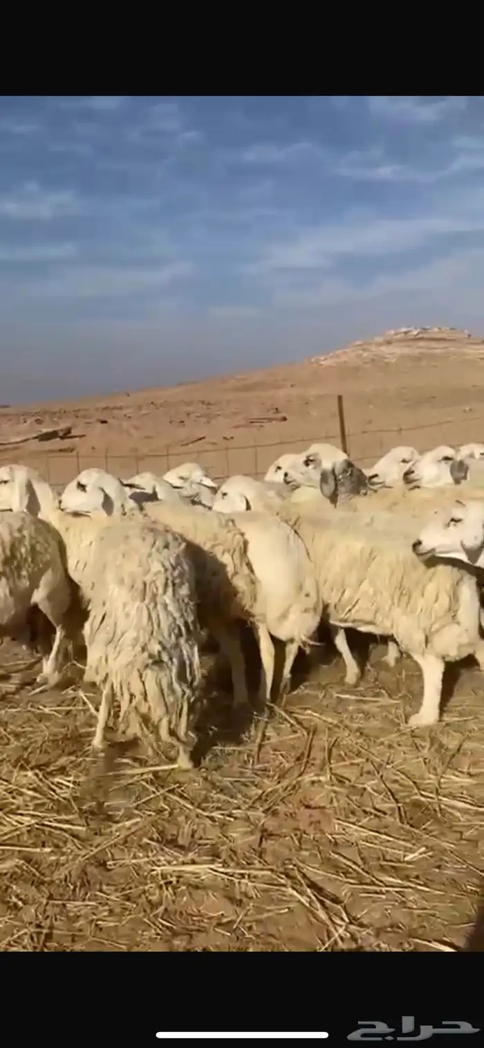 ضان حريات العدد 17 مراح واحد خوات بعض دفيع 2