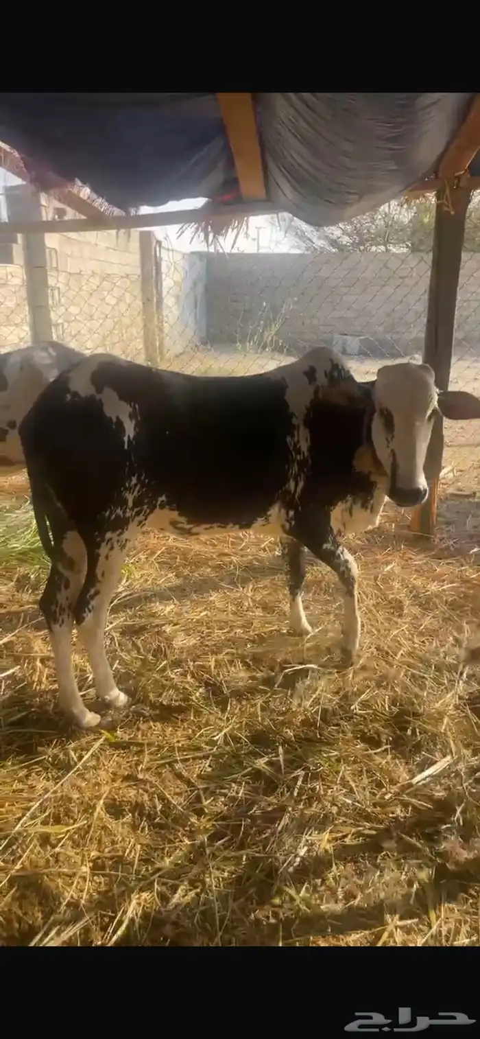 بقر للبيع 8
