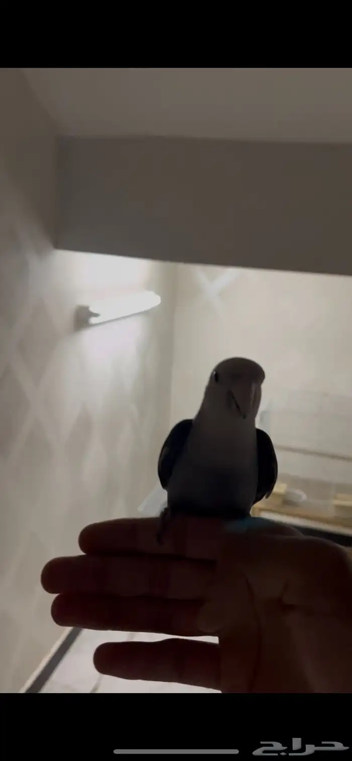 طير روز أنثى 3