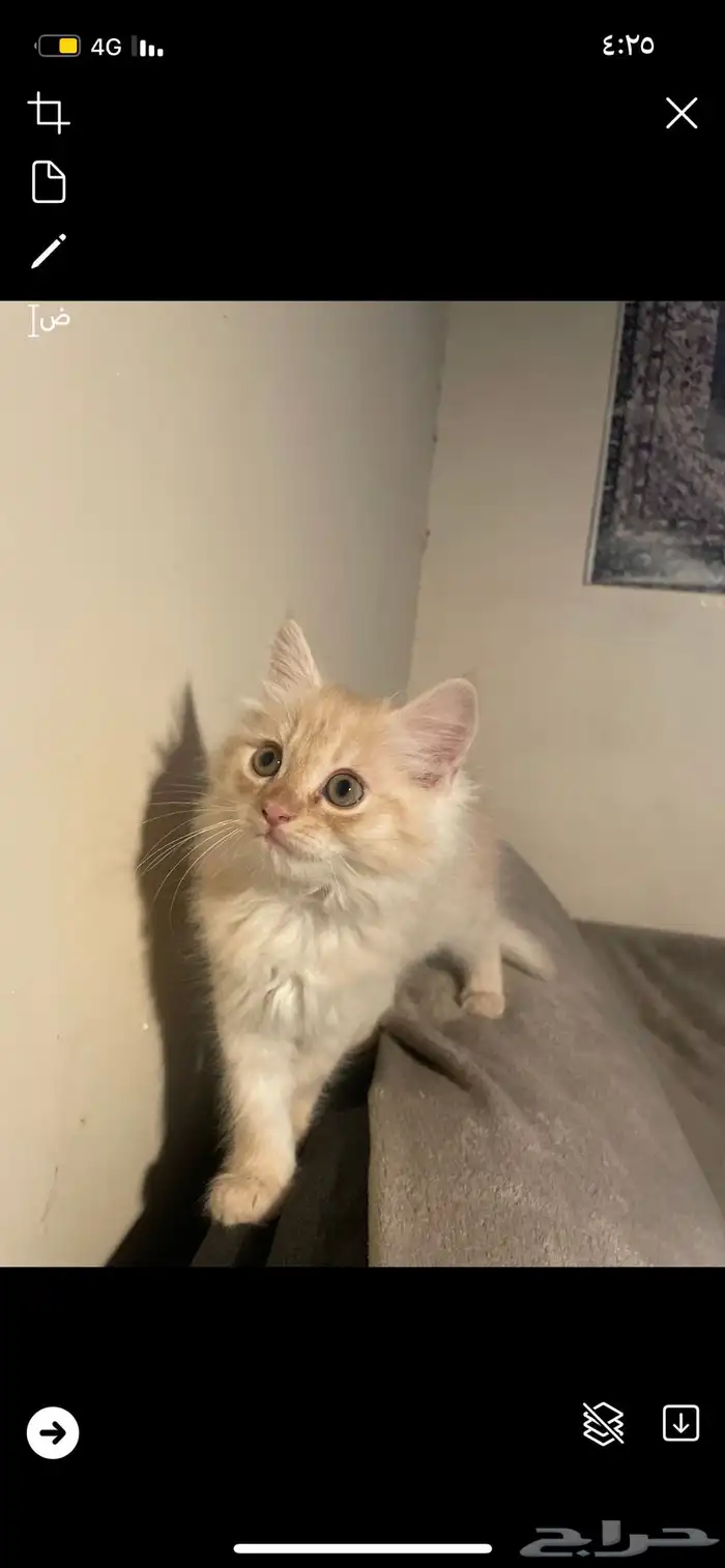 كيتن روسي طويل الشعر 2