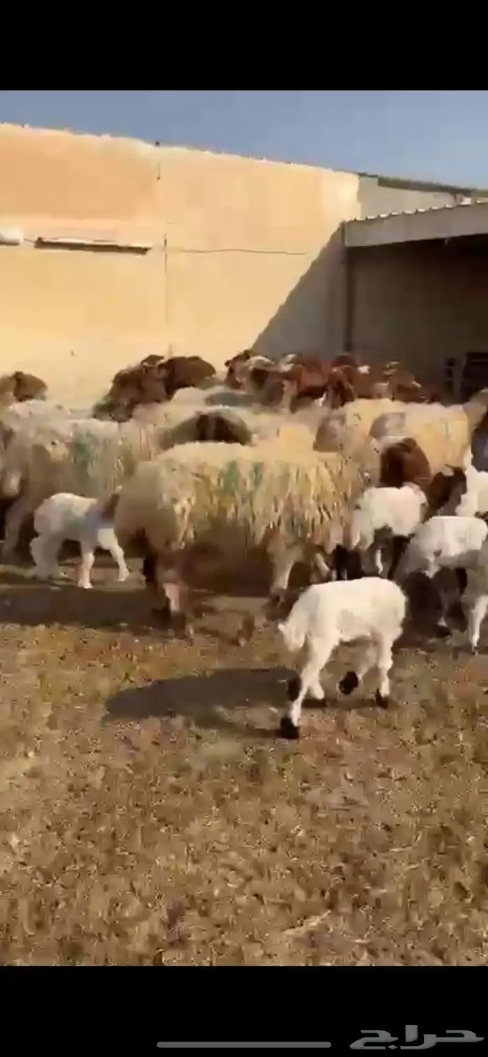 غنم نعيم مطافيل 7