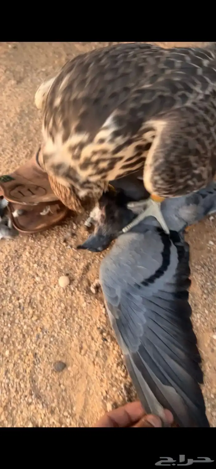 طير حر مقاساته 17 2