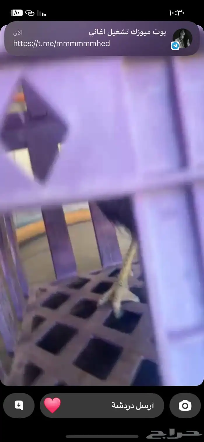 ديك بكستاني مشالله 4