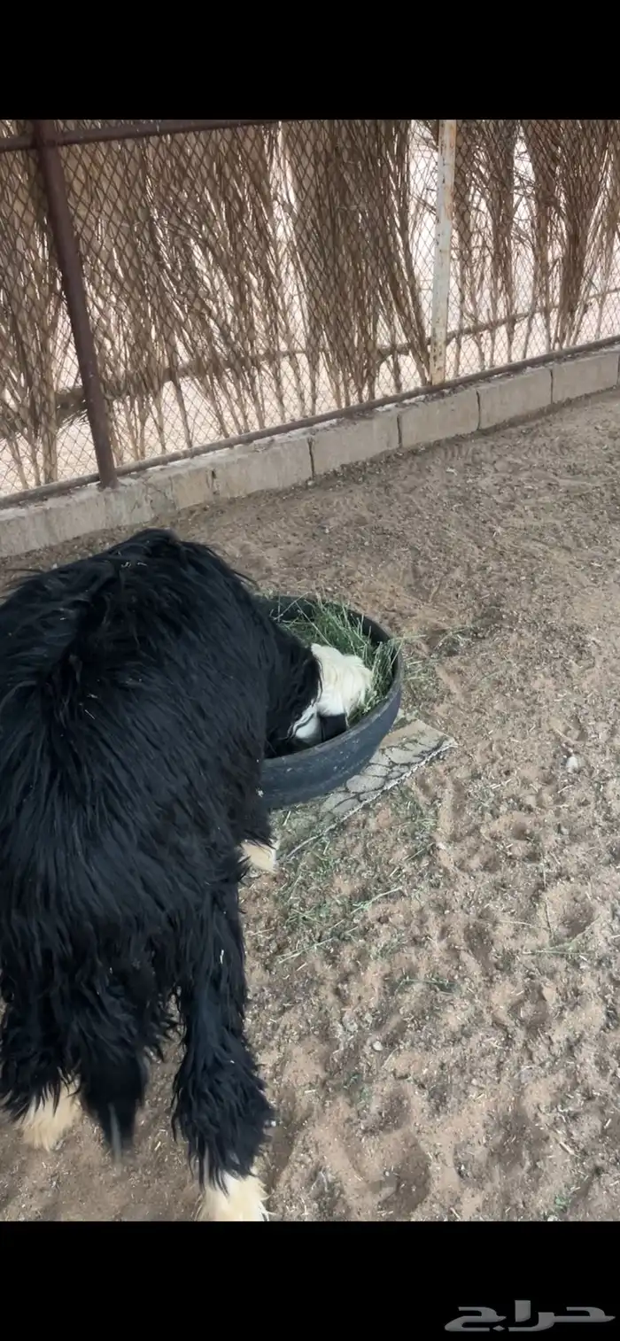 طلي نجدي ذبيحه 0